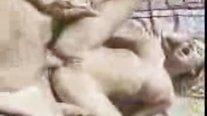 Une jeune film porno itali fille suce la bite d'un mec et fière de la mettre dans son vagin